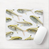 School of X-ray tetra fish (Pristella) Muismat (Met muis)