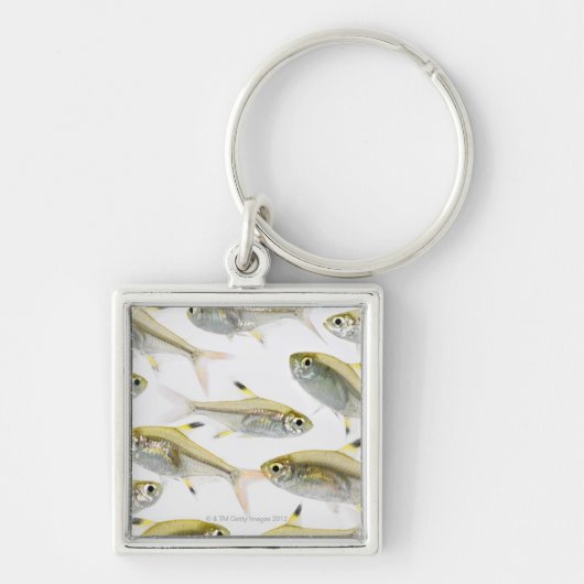 School of X-ray tetra fish (Pristella) Sleutelhanger (Voorkant)