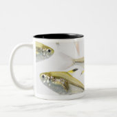 School of X-ray tetra fish (Pristella) Tweekleurige Koffiemok (Links)