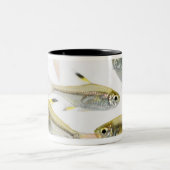 School of X-ray tetra fish (Pristella) Tweekleurige Koffiemok (Center)
