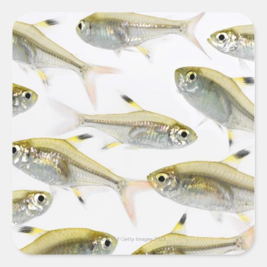 School of X-ray tetra fish (Pristella) Vierkante Sticker (Voorkant)