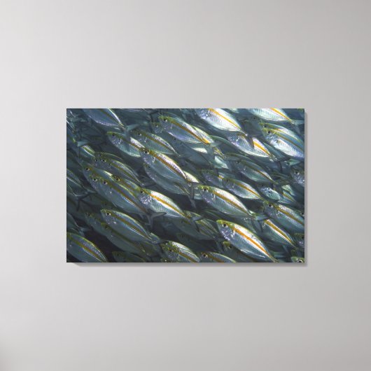 School of Yellow jacks (Carangoides) Canvas Afdruk (Voorkant)