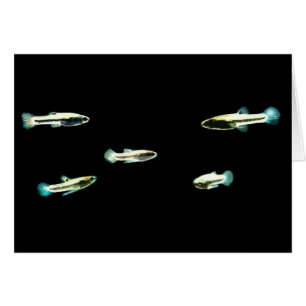 School van de minste Killifish