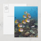 School voor engelvissen briefkaart (Voorkant / Achterkant)