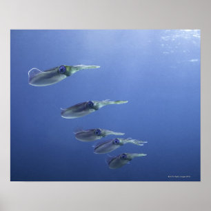 School voor inktvis in het Caribisch gebied Poster
