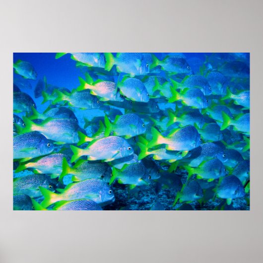 School voor Snappers Poster (Voorkant)