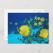 School voor vlinder zwemmen op de zeebodem briefkaart (Voorkant / Achterkant)