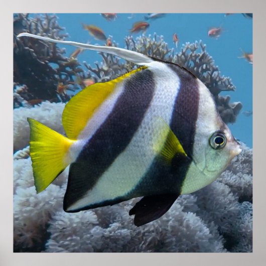 Schooling Banner Fish Poster (Voorkant)