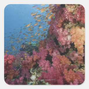 Schooling Fairy Basslets 2 Vierkante Sticker