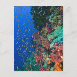 Schooling Fairy Basslets (Pseudanthias Briefkaart