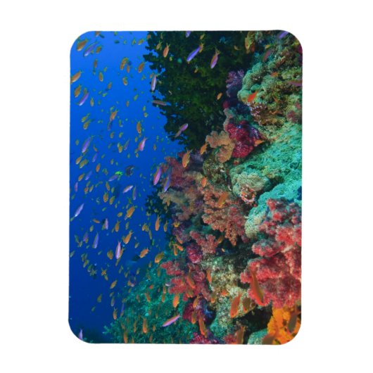 Schooling Fairy Basslets (Pseudanthias) Magneet (Verticaal)