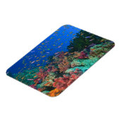 Schooling Fairy Basslets (Pseudanthias) Magneet (Linkerzijde)