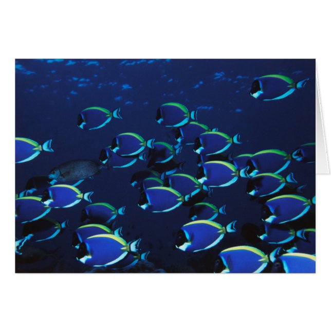 Schooling Powder Blue Doktersvis (Voorkant Horizontaal)