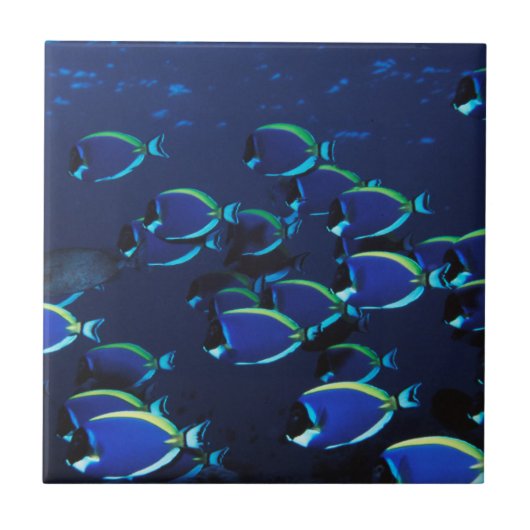 Schooling Powder Blue Doktersvis Tegeltje (Voorkant)