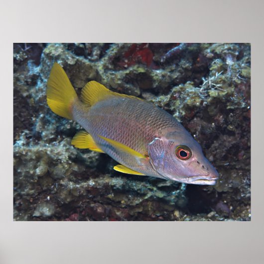 Schoolmaster Poster (Voorkant)