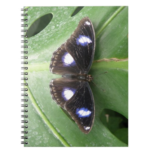 Schoon Blauw Gevlekt Vlinder Notitieboek (Voorkant)