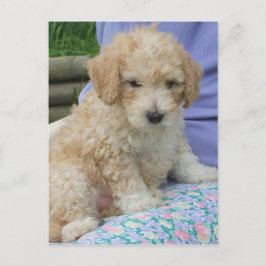 Schoon cavapoo-puppy die jouw kant op kijkt, geïso briefkaart