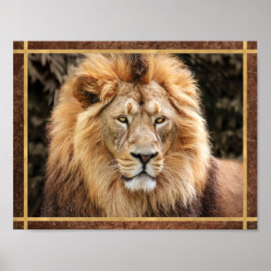 Schoon Leeuwengezicht Foto Poster