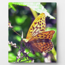 Schoon Oranje en Zwarte Gevlekte Vlinder