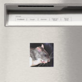 Schoon rat schilderij magneet (Insitu (Vaatwasser))