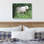 Schoon Witte Fluffy Schaap Eet Canvas Print (Insitu (Slaapkamer))
