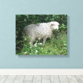Schoon Witte Fluffy Schaap Eet Canvas Print (Insitu (Houten vloer))