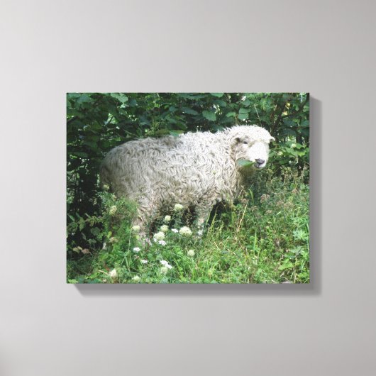 Schoon Witte Fluffy Schaap Eet Canvas Print (Voorkant)
