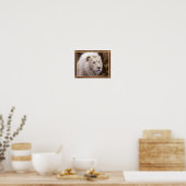 Schoon Witte Leeuw Foto Poster (Keuken)