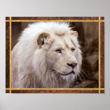 Schoon Witte Leeuw Foto