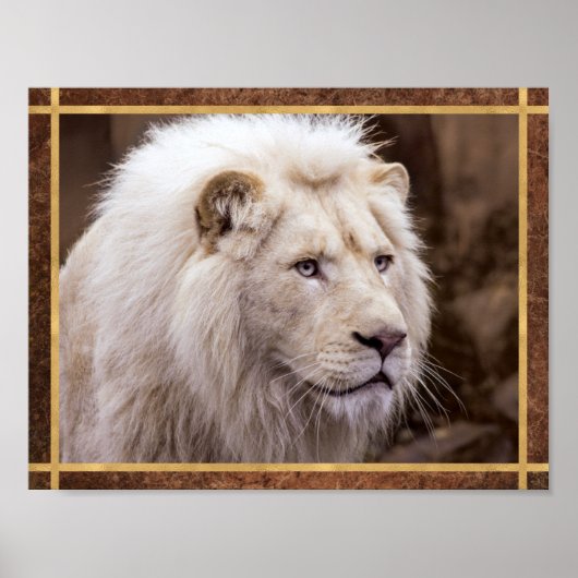 Schoon Witte Leeuw Foto Poster (Voorkant)