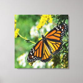 Schoone Monarchvlinder Canvas Afdruk