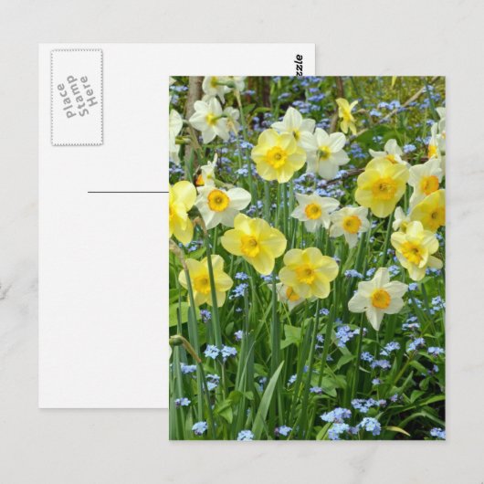 Schoongele daffodiltuin briefkaart (Voorkant / Achterkant)
