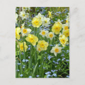 Schoongele daffodiltuin briefkaart (Voorkant)