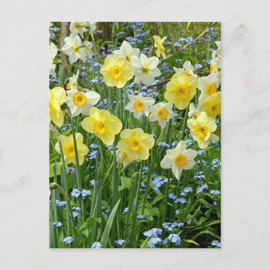 Schoongele daffodiltuin briefkaart (Voorkant)