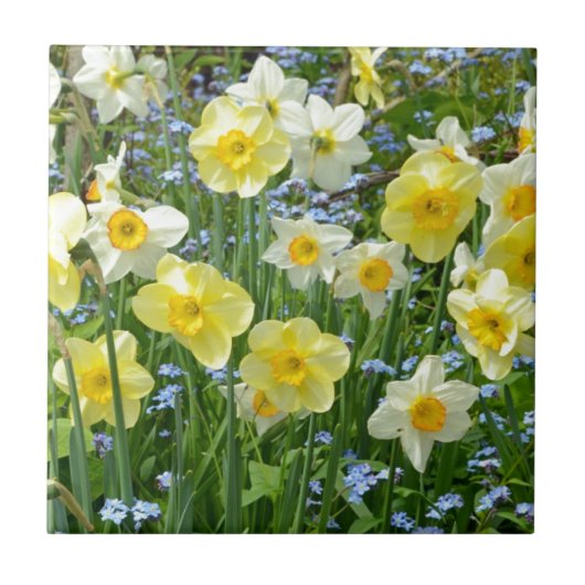 Schoongele daffodiltuin tegeltje (Voorkant)