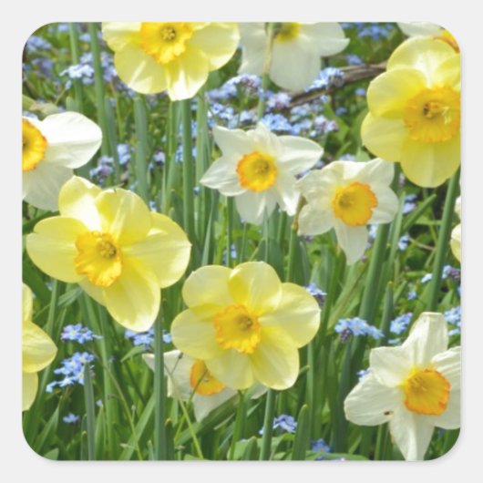 Schoongele daffodiltuin vierkante sticker (Voorkant)