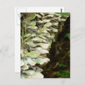 Schoonheid in de Bossen Briefkaart (Voorkant / Achterkant)