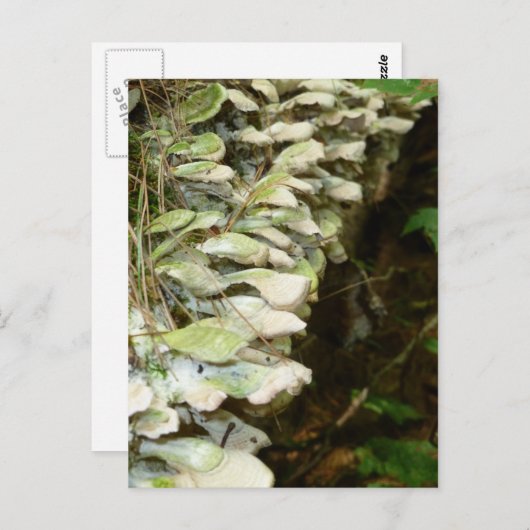 Schoonheid in de Bossen Briefkaart (Voorkant / Achterkant)