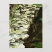 Schoonheid in de Bossen Briefkaart (Voorkant)