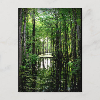 Schoonheid in de Marsh Briefkaart