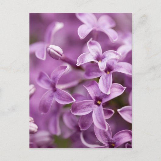 Schoonheid in de natuur - Paars Lila Briefkaart (Voorkant)