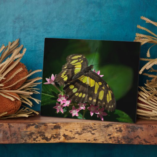 Schoonheid in de Stars Plaque Fotoplaat (Zijkant)