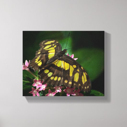 Schoonheid in het doek van de Stars Wrapped Canvas Afdruk (Voorkant)
