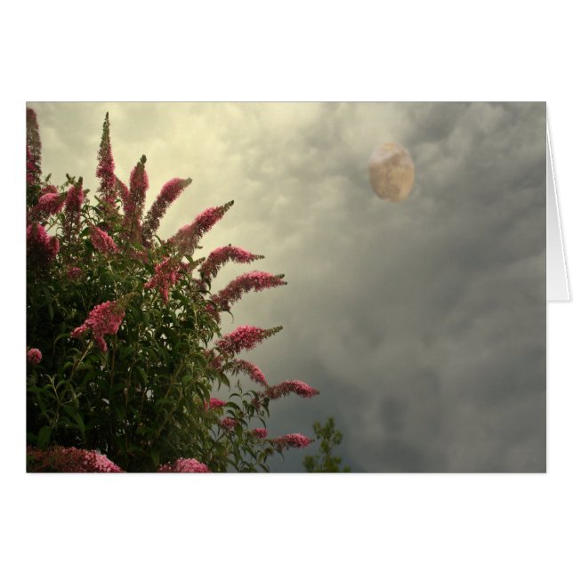 Schoonheid in het Storm (Voorkant Horizontaal)