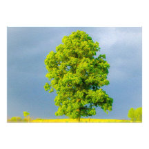 Schoonheid in het Storm