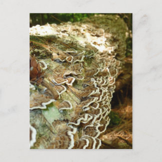 Schoonheid in kleine dingen briefkaart