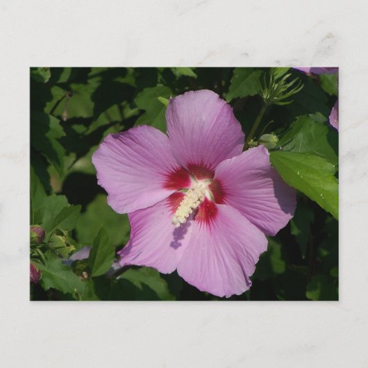 Schoonheid in Roze Briefkaart (Voorkant)