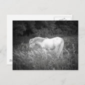 Schoonheid in zwart-wit briefkaart (Voorkant / Achterkant)