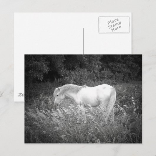 Schoonheid in zwart-wit briefkaart (Voorkant / Achterkant)