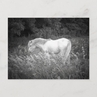 Schoonheid in zwart-wit briefkaart